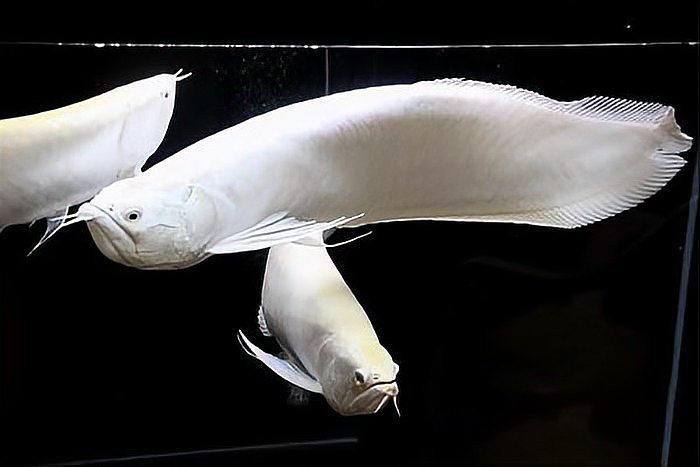 與銀龍魚混養好嗎