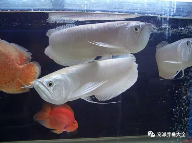 與銀龍魚混養好嗎
