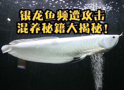 與銀龍魚混養好嗎
