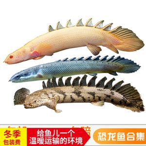 紅龍魚冬天是不是基本不吃：紅龍魚在冬天的食欲會下降嗎？