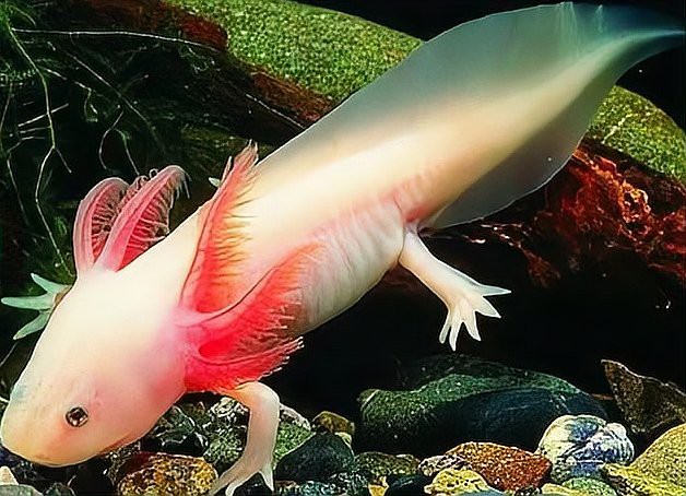 六角恐龍魚一頓吃幾顆飼料 六角恐龍魚一頓吃幾顆飼料 龍魚百科 第2張