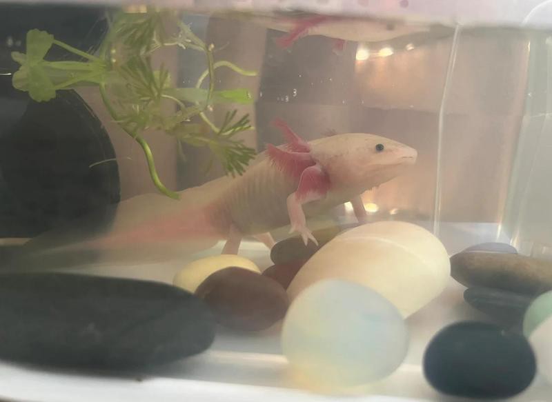 六角恐龍魚一頓吃幾顆飼料 六角恐龍魚一頓吃幾顆飼料 龍魚百科 第4張