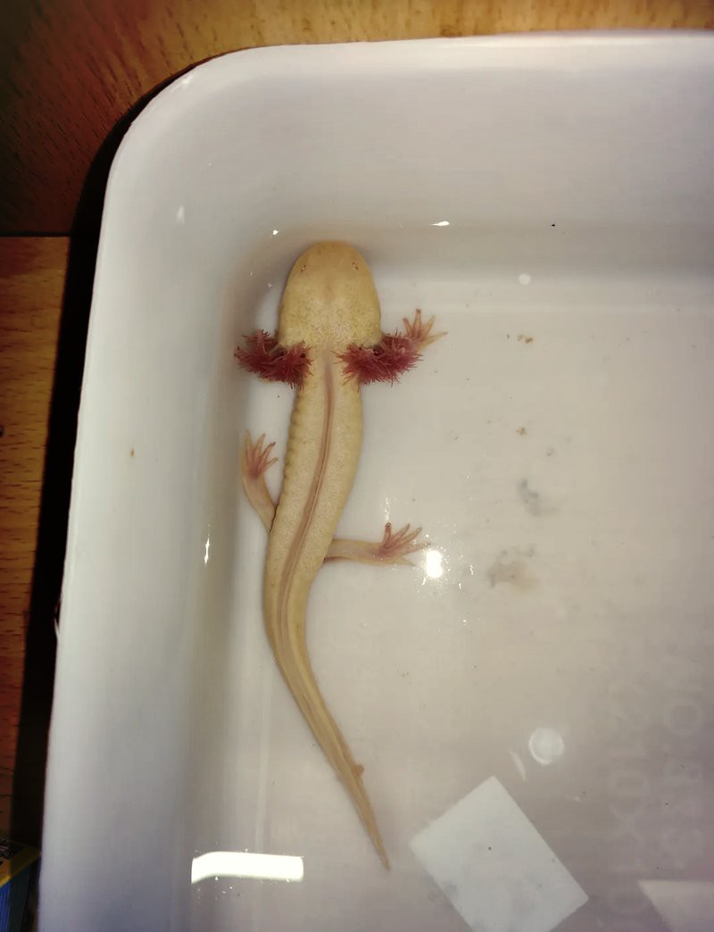 六角恐龍魚一頓吃幾顆飼料 六角恐龍魚一頓吃幾顆飼料 龍魚百科 第6張