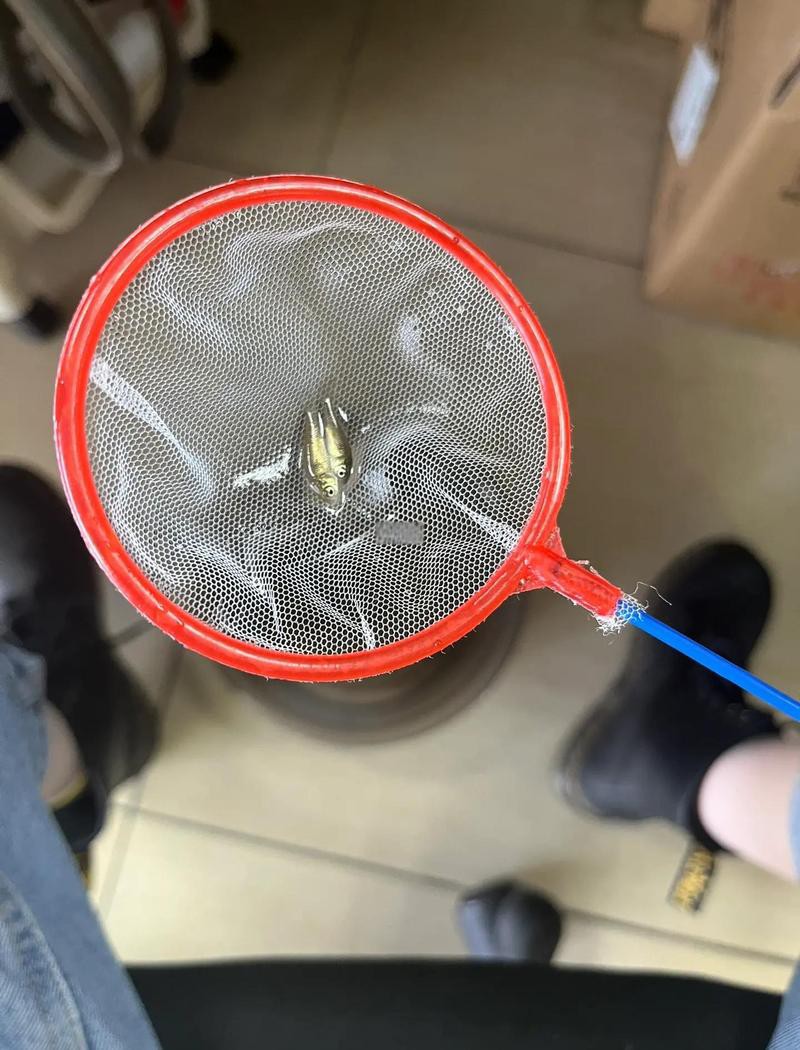六角恐龍魚一頓吃幾顆飼料 六角恐龍魚一頓吃幾顆飼料 龍魚百科 第5張