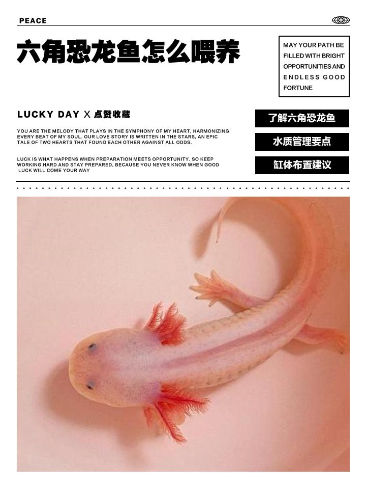 六角恐龍魚一頓吃幾顆飼料 六角恐龍魚一頓吃幾顆飼料 龍魚百科 第8張