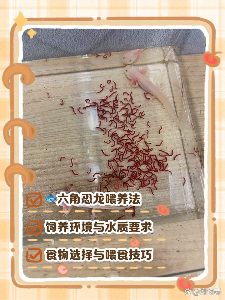 六角恐龍魚一頓吃幾顆飼料 六角恐龍魚一頓吃幾顆飼料 龍魚百科 第7張