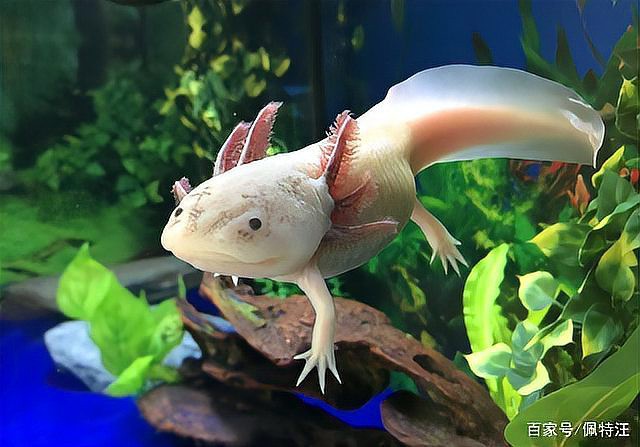六角恐龍魚一頓吃幾顆飼料 六角恐龍魚一頓吃幾顆飼料 龍魚百科 第3張