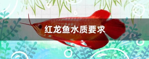 紅龍魚適合什么水質：紅龍魚適合什么樣的水質