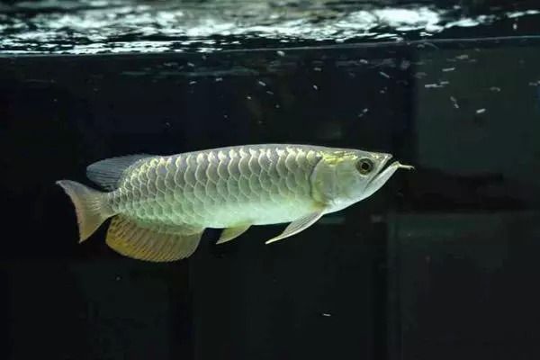 最好看的金龍魚品種，最漂亮的金龍魚品種