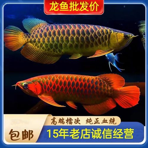 藍色的金龍魚是什么魚圖片欣賞