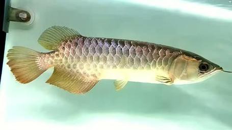 藍色的金龍魚是什么魚圖片欣賞