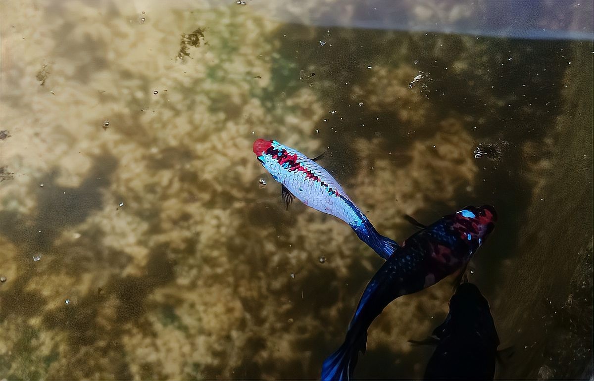 雷龍和龍魚混養(yǎng) 雷龍和龍魚混養(yǎng) 龍魚百科 第4張