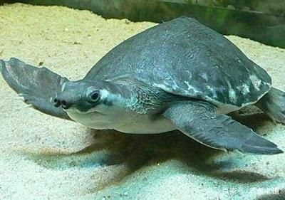 金龍魚和豬鼻龜能一起養嗎：金龍魚和豬鼻龜能一起養嗎金龍魚和豬鼻龜能一起養嗎