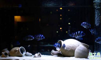龍魚缸底部過濾安裝教程：龍魚缸底部過濾安裝教程詳情