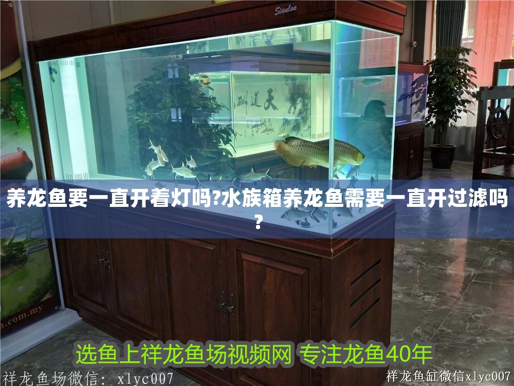 養(yǎng)龍魚要一直開著燈嗎?水族箱養(yǎng)龍魚需要一直開過濾嗎？