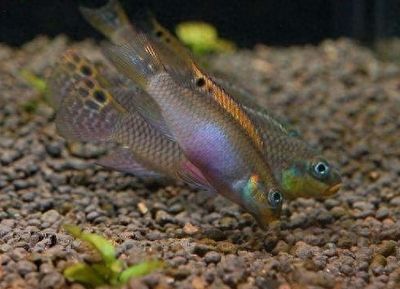 養(yǎng)龍魚要一直開著燈嗎?水族箱養(yǎng)龍魚需要一直開過濾嗎？