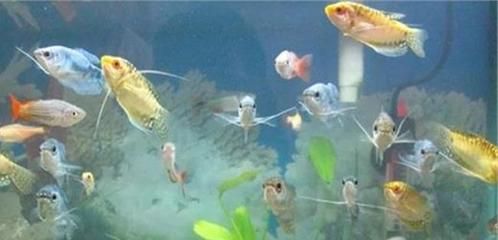 龍魚苗子什么時候有顏色變化的：龍魚苗子什么時候有顏色變化