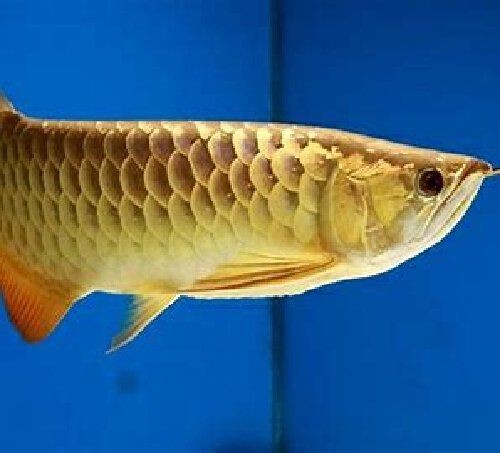金龍魚最忌三個東西