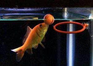 金龍魚畫畫年年有余（金龍魚在繪畫中展現(xiàn)出精湛技藝，年年有余）