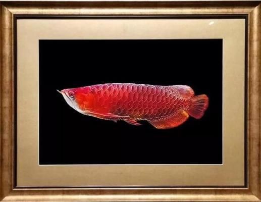 金龍魚畫畫年年有余（金龍魚在繪畫中展現出精湛技藝，年年有余）