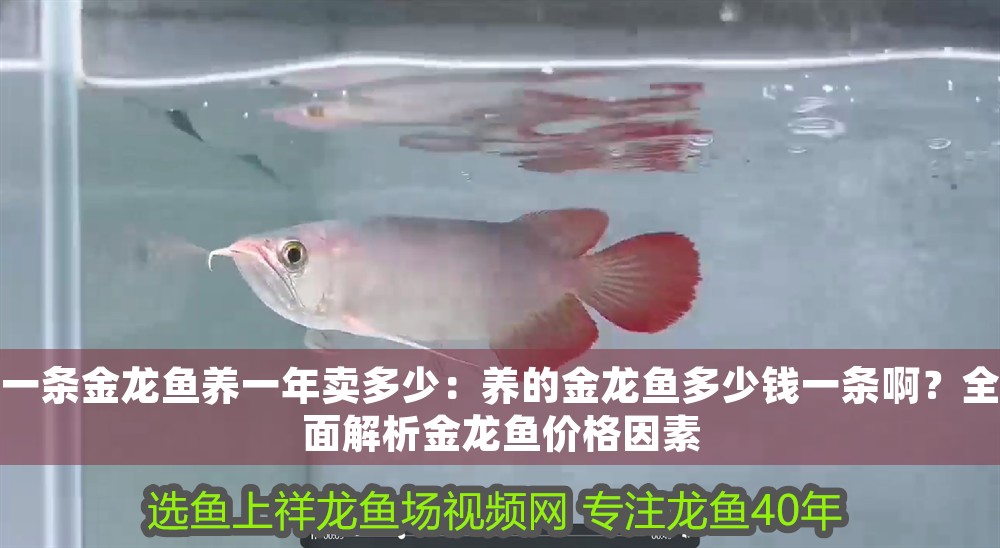 一條金龍魚養一年賣多少：養的金龍魚多少錢一條??？全面解析金龍魚價格因素
