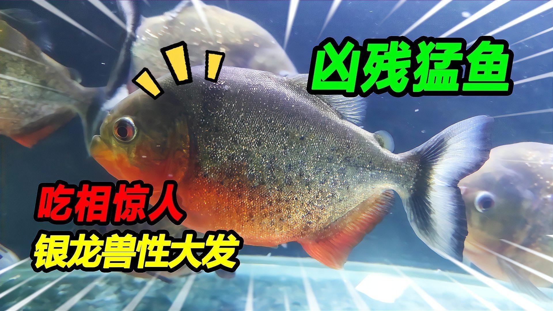 黑魚 魚缸 龍魚能養(yǎng)嗎視頻