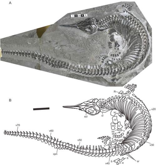 巢湖龍魚化石 巢湖龍魚化石 龍魚百科 第8張