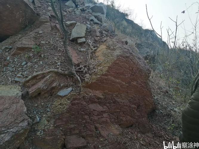 巢湖龍魚化石 巢湖龍魚化石 龍魚百科 第15張