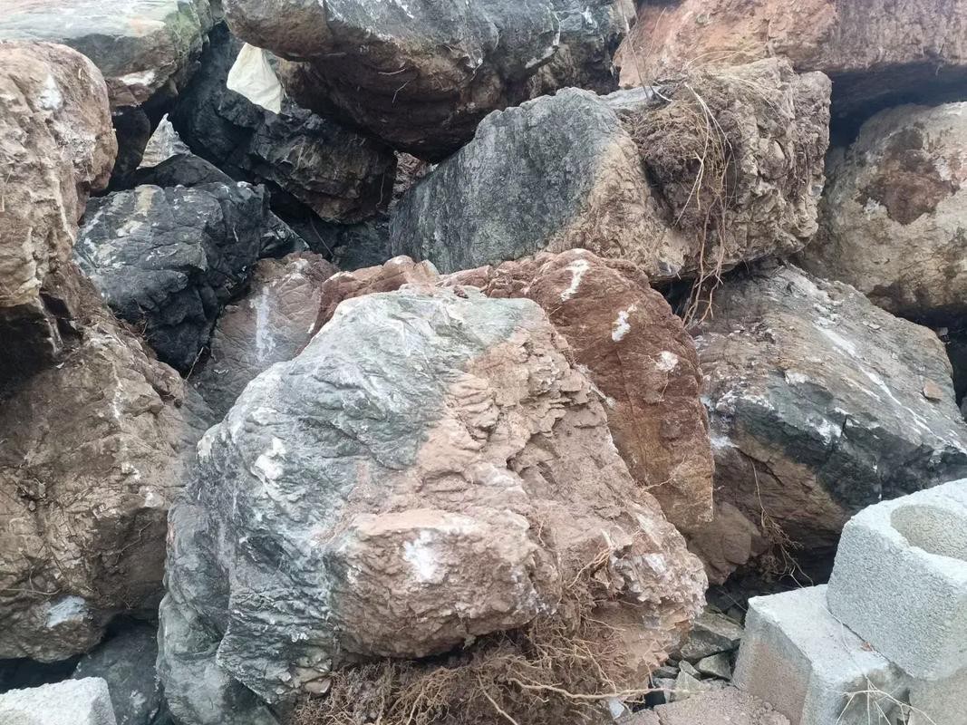 巢湖龍魚化石 巢湖龍魚化石 龍魚百科 第16張