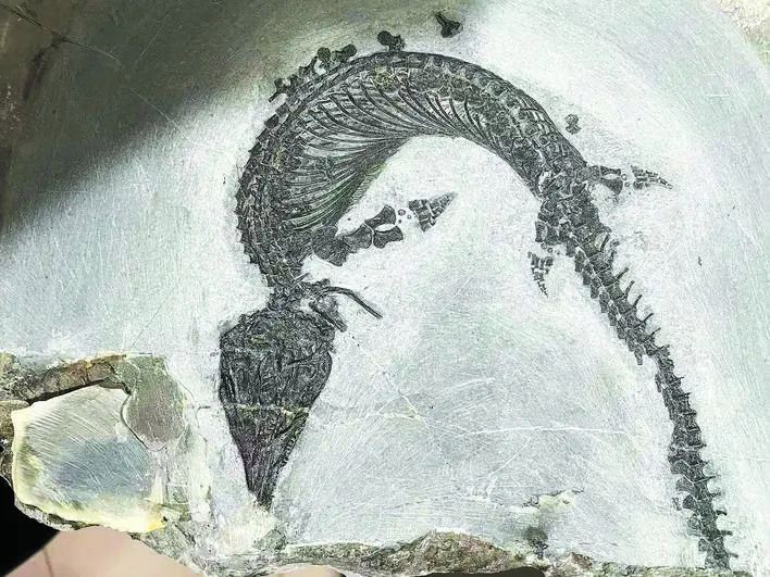 巢湖龍魚化石 巢湖龍魚化石 龍魚百科 第18張