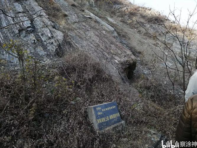 巢湖龍魚化石 巢湖龍魚化石 龍魚百科 第12張