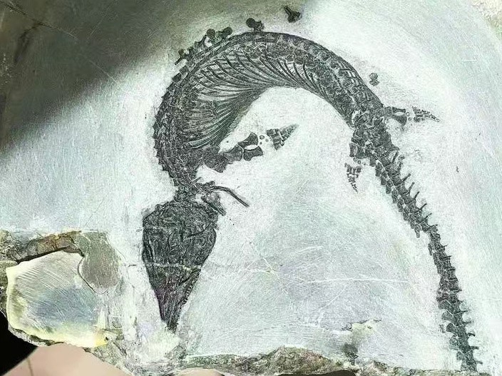 巢湖龍魚化石 巢湖龍魚化石 龍魚百科 第20張