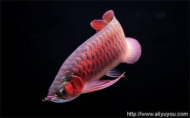 祥龍漁場的龍魚怎樣：祥龍漁場龍魚養殖水質控制技巧