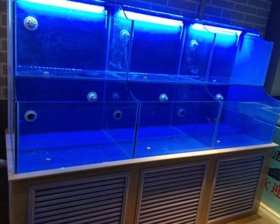龍魚到缸底快速游動的原因：為什么龍魚到缸底快速游動？