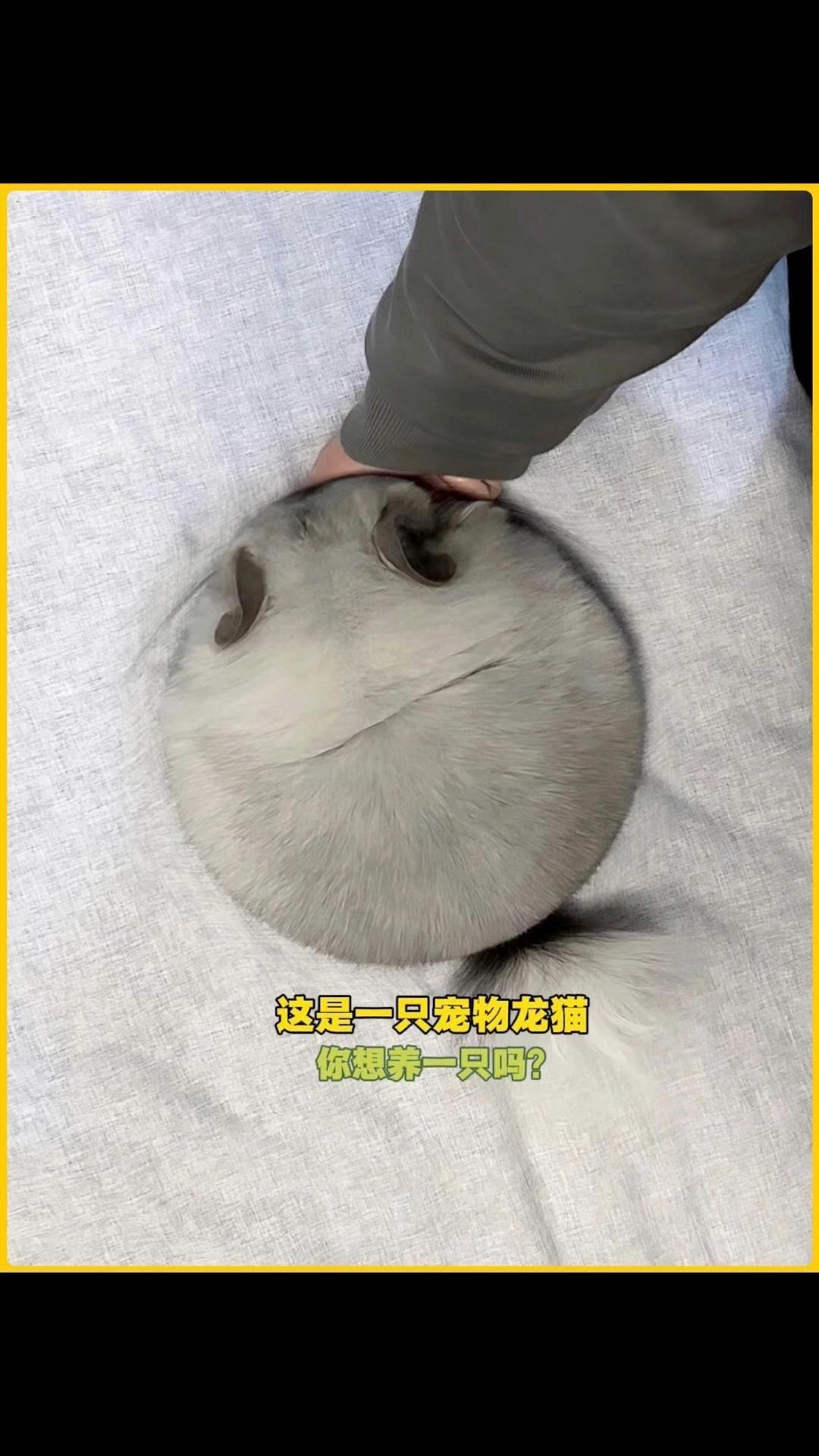 有哪些寵物貓適合與龍貓一起養(yǎng)？