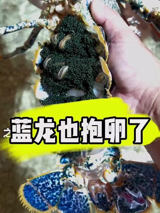 如何判斷藍龍是否性成熟？ 如何判斷藍龍是否性成熟？ 龍魚百科 第1張