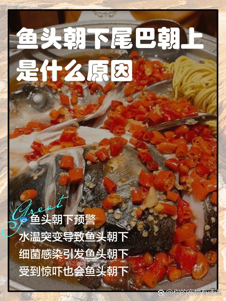 如何預防龍魚再次倒立？