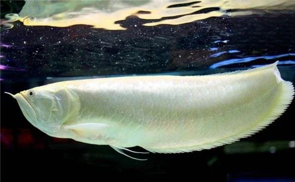 如何預防龍魚再次倒立？