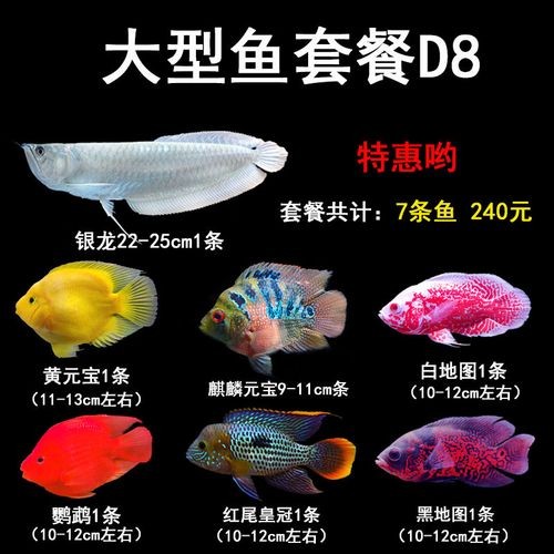 黑魚能和銀龍魚一起養嗎圖片大全 黑魚能和銀龍魚一起養嗎圖片大全 龍魚百科 第6張