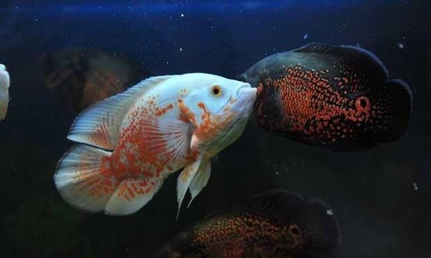 黑魚能和銀龍魚一起養嗎圖片大全 黑魚能和銀龍魚一起養嗎圖片大全 龍魚百科 第17張