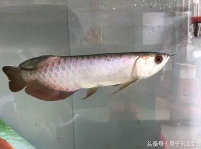龍魚在缸里上下竄（為什么龍魚在缸里上下竄？）