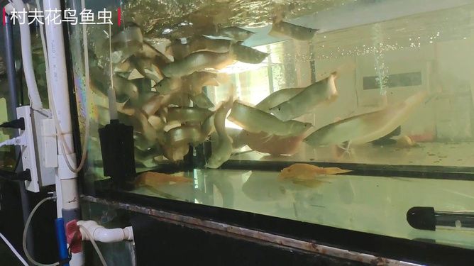 龍魚在缸里上下竄（為什么龍魚在缸里上下竄？）
