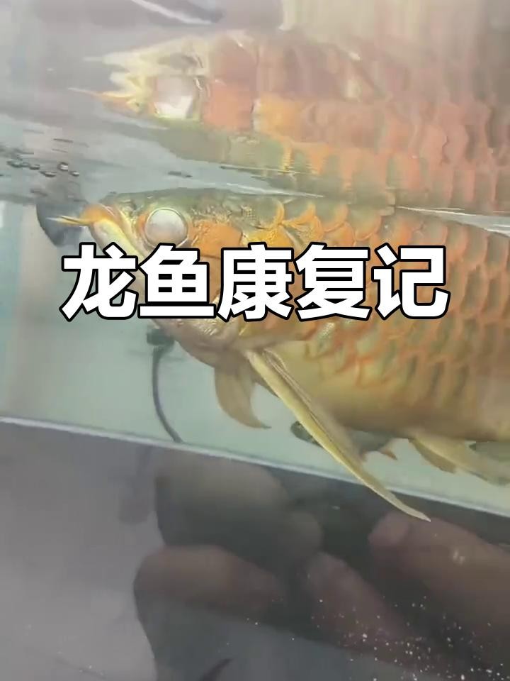 龍魚蒙眼病復發后還能治好嗎？