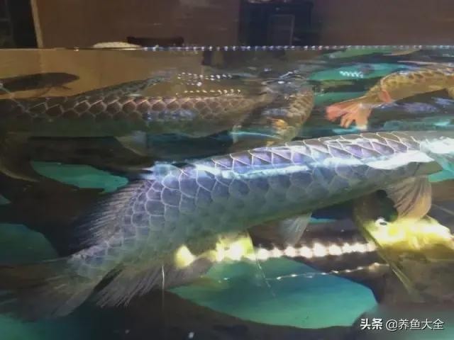 馬來紅龍魚長大什么樣圖片大全 馬來紅龍魚長大什么樣圖片大全 龍魚百科 第26張