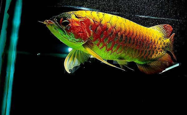馬來紅龍魚長大什么樣圖片大全 馬來紅龍魚長大什么樣圖片大全 龍魚百科 第27張