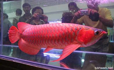 大紅龍魚多久喂食一次最好（關于紅龍魚的喂食頻率） 大紅龍魚多久喂食一次最好（關于紅龍魚的喂食頻率） 龍魚百科 第3張