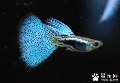 龍魚和七彩混養最好的魚品種是什么魚：探討龍魚和七彩神仙魚混養的最佳魚品種是什么魚種是什么魚種