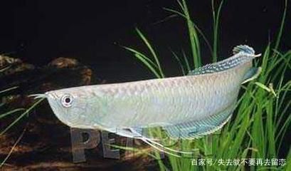銀龍魚什么樣子的好（優(yōu)質(zhì)的銀龍魚在挑選時應(yīng)該綜合考慮這些因素）