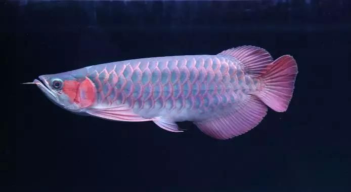 龍魚混養環境復雜性設計：龍魚混養水質管理技巧