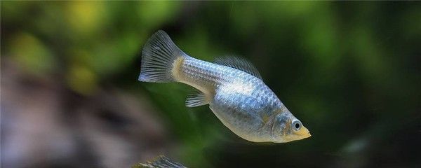 龍魚吃進去吐出來什么原因：龍魚吃進去又吐出來怎么辦 龍魚吃進去吐出來什么原因：龍魚吃進去又吐出來怎么辦 龍魚百科 第4張
